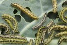 Wattle Pondsgarden-pests-and-diseases-6.jpg; ?>